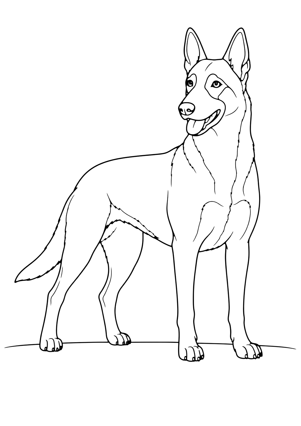 Coloriage berger belge malinois adulte debout