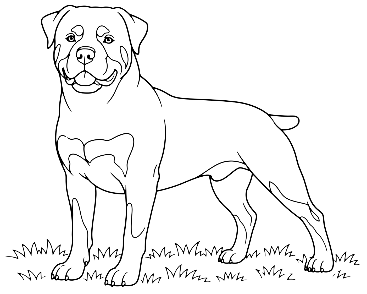 Coloriage rottweiler adulte debout