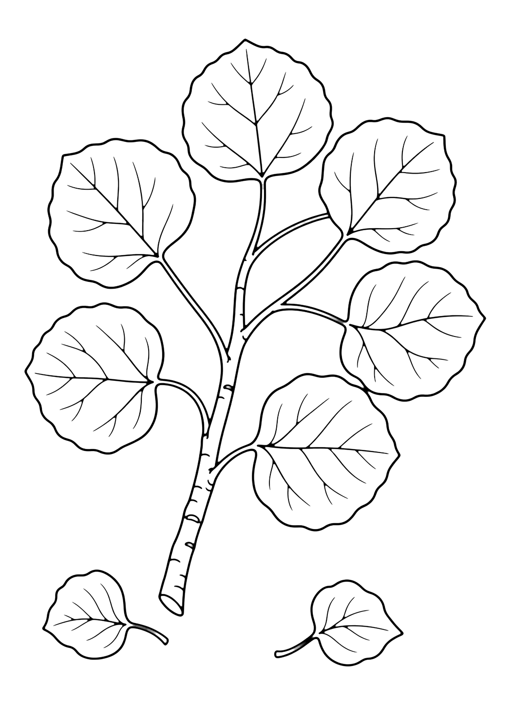 aspen leaves coloring page with a small aspen branch with seven rounded heart-like leaves, slim stems, simple leaf veins, and two tiny fallen leaves for kids