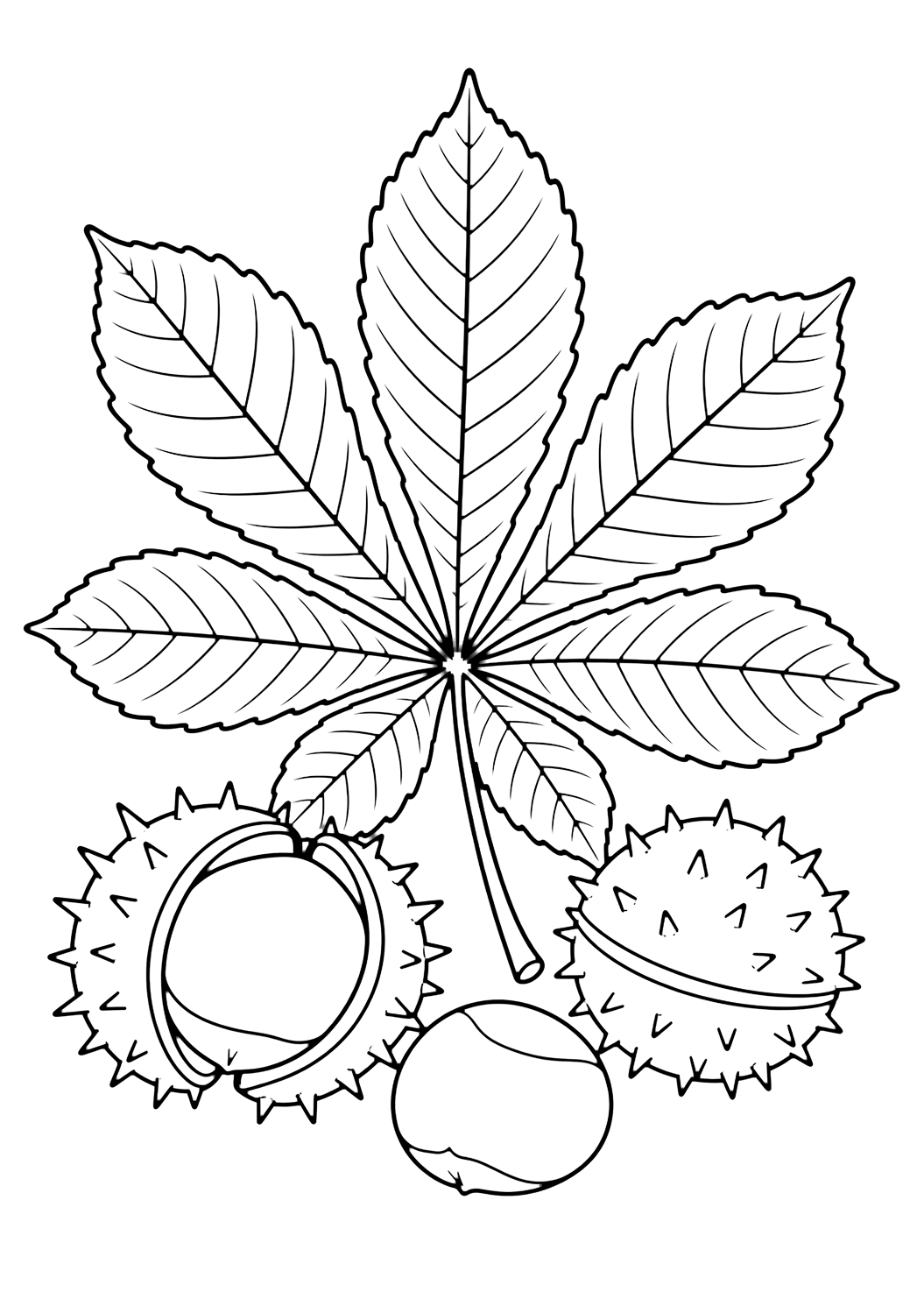 chestnut leaves coloring page with a horse chestnut leaf cluster with seven long leaflets spreading from one point, simple veins, two spiky chestnut shells, and one smooth chestnut nut for kids