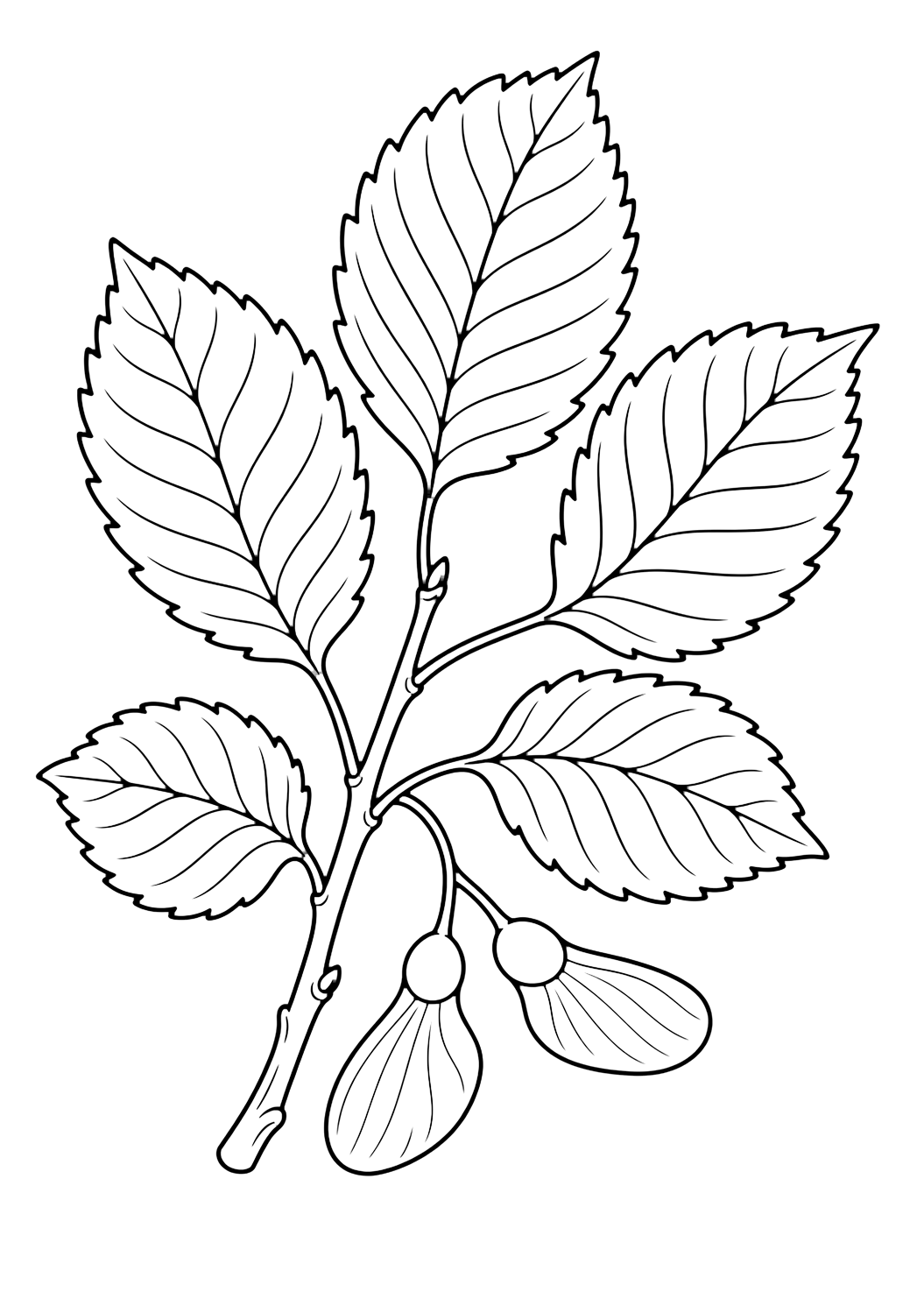 elm leaves coloring page with a graceful elm twig with five oval leaves, serrated leaf edges, uneven leaf bases, clear veins, and two tiny winged seeds for kids
