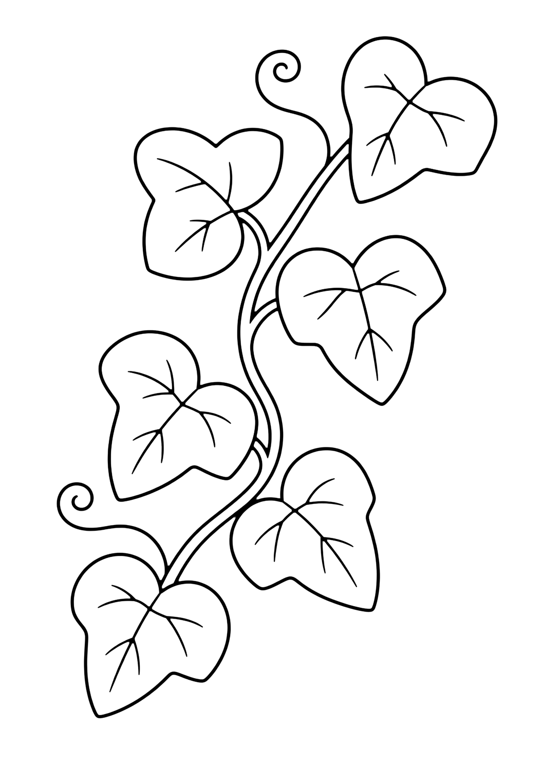 ivy vine leaves coloring page with a gentle ivy vine with five large heart-shaped leaves, a curling stem, and two simple tendrils for kids