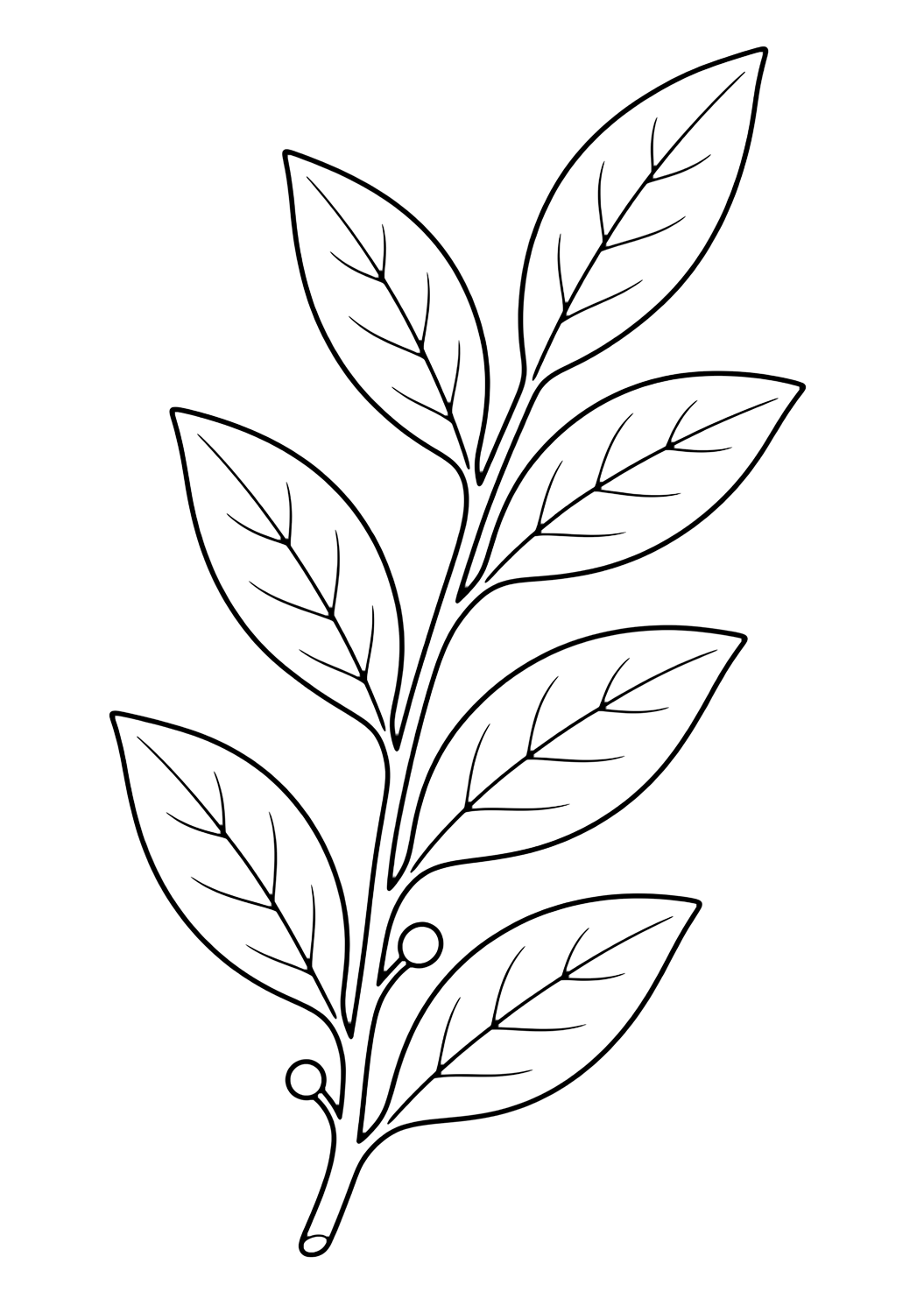 Rama de laurel para colorear con una rama o grupo de hojas con formas claras, venas, tallos y pequeños detalles naturales. Ideal para niños que disfrutan hojas para colorear para imprimir y colorear online.