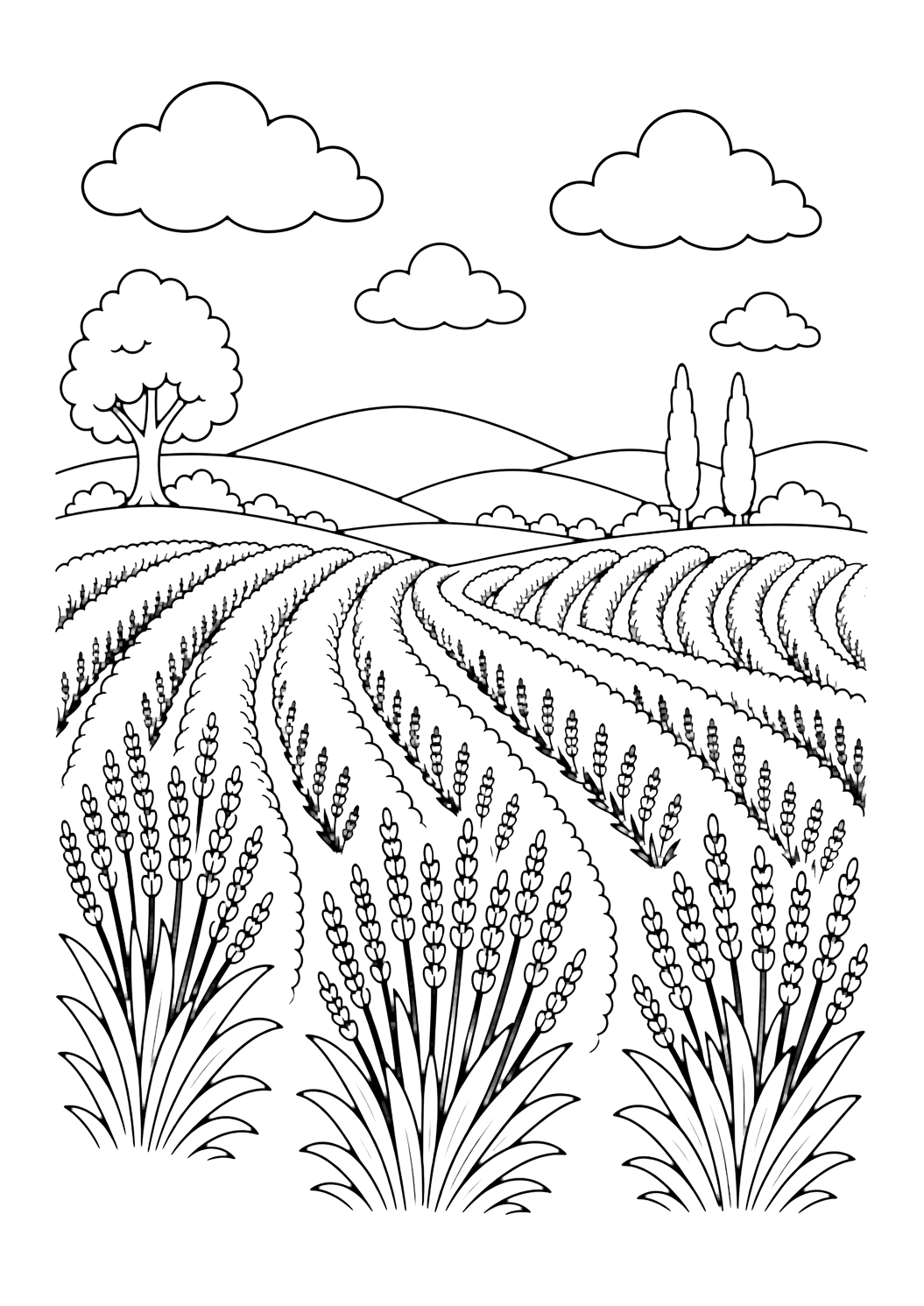 Colinas con campos de lavanda para colorear