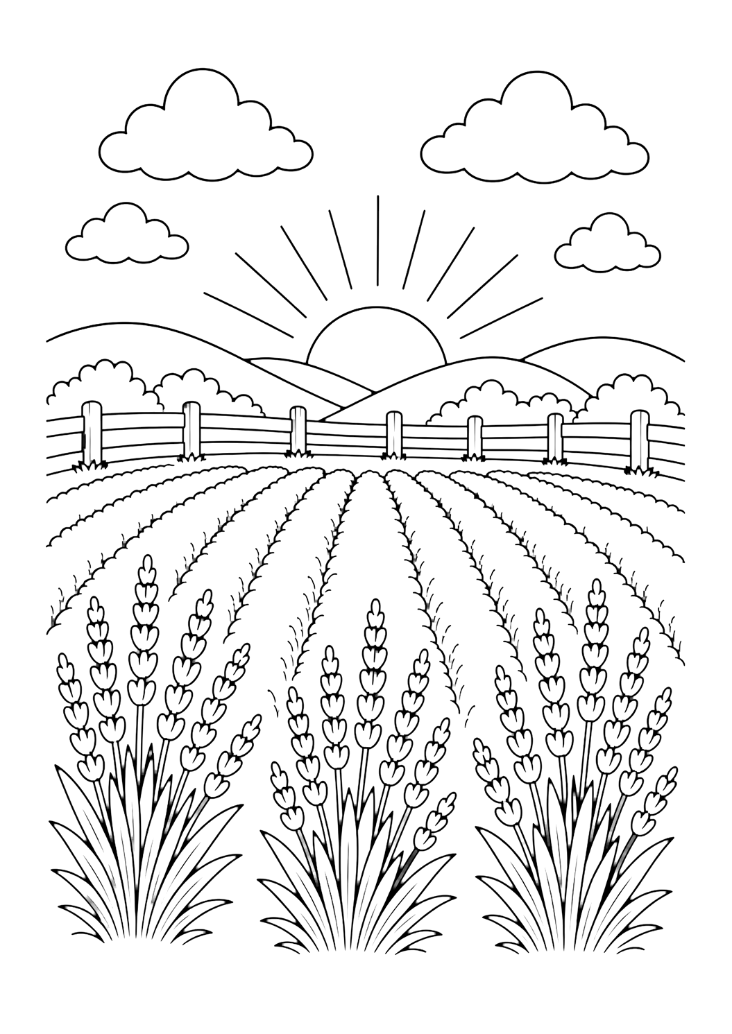 Campo de lavanda por la mañana para colorear