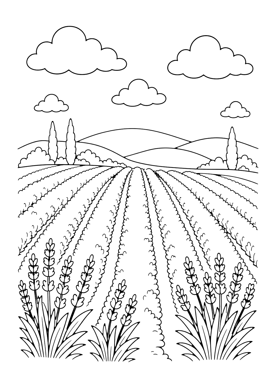 Filas de lavanda para colorear
