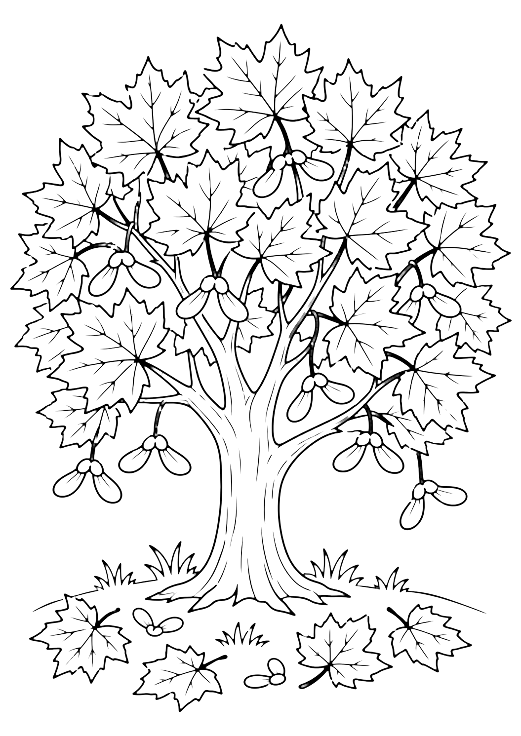 Ahornbaum mit Samen Ausmalbild mit einen Baum mit deutlichem Stamm, belaubter Krone, Früchten oder Naturdetails, Gras und angenehmen geschlossenen Flächen. Ideal für Kinder, die Baum-Ausmalbilder zum Ausdrucken und Online-Ausmalen mögen.