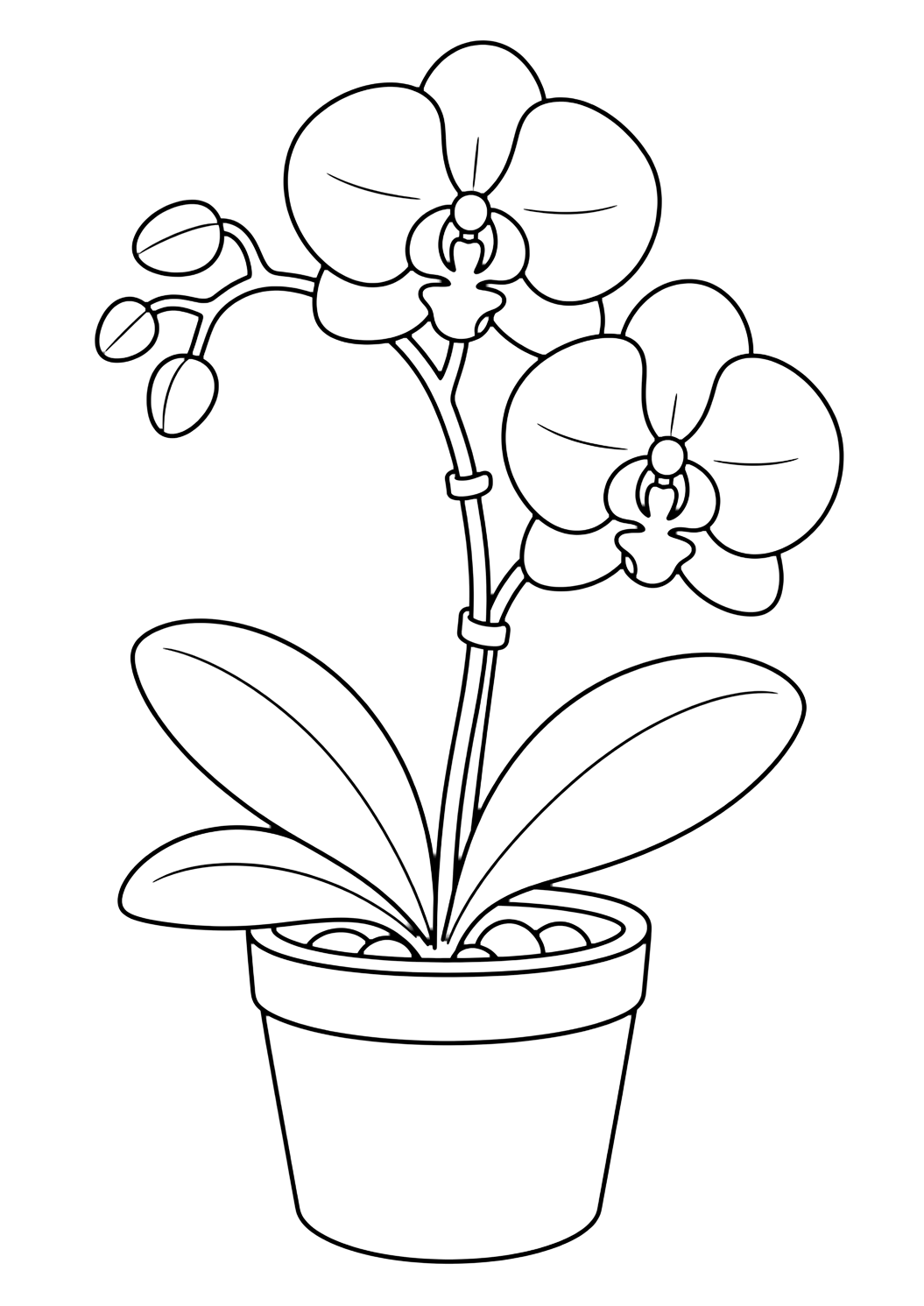 Orchidée en pot à colorier avec une orchidée d'intérieur en pot avec deux grandes fleurs, trois larges feuilles, une tige fine et courbée avec des clips et un pot simple. Parfait pour les enfants qui aiment les coloriages de plantes d'intérieur à imprimer et à colorier en ligne.