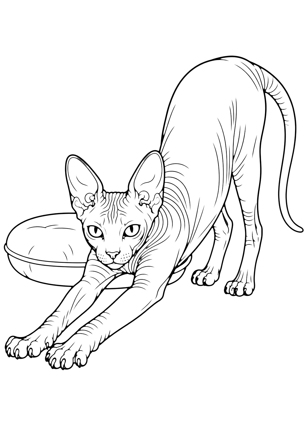 Sphynx Cat Stretching coloring page for kids