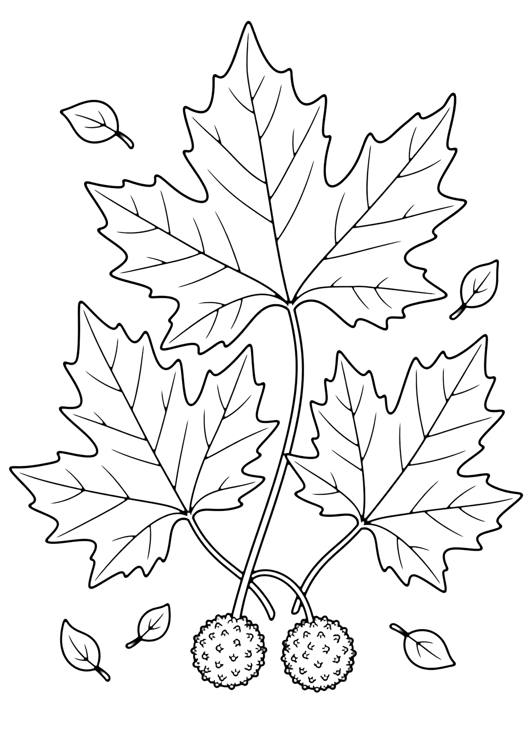 sycamore leaves coloring page with three large sycamore leaves with pointed lobes, long curved stems, two small seed balls, and tiny floating leaf shapes for kids