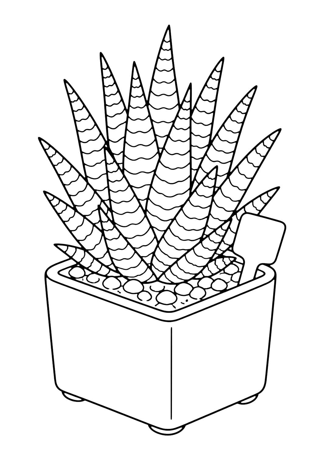 Haworthia zebrata da colorare con una succulenta in vaso con foglie chiare, sassolini, un contenitore semplice e spazi chiusi comodi da colorare. Perfetta per i bambini che amano i disegni di succulente da colorare da stampare e colorare online.