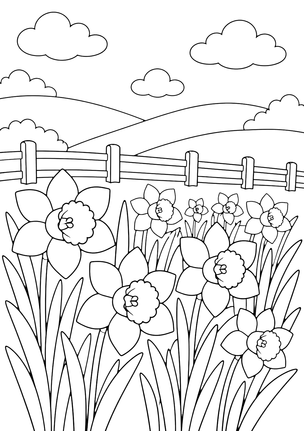 daffodil flower field coloring page with a spring field of daffodils with trumpet-shaped flowers, long leaves, a low wooden fence, rolling countryside hills, a few clouds, and open sky for kids