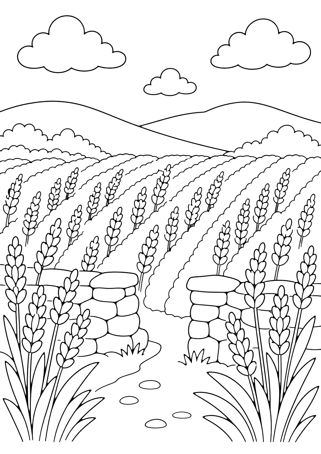lavender field stone wall coloring page with a low stone wall following the edge of a lavender field, neat lavender rows, a small opening in the wall, distant hills, clouds, and open sky for kids