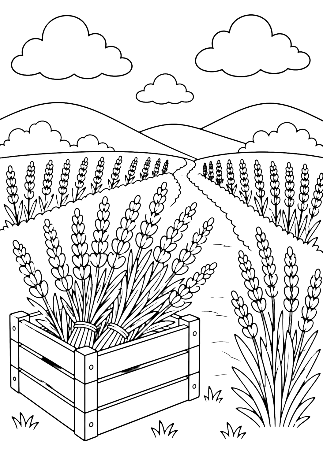 Disegno di campo di lavanda da colorare con una cassetta di legno accanto a file di lavanda con diversi grandi mazzi di lavanda dentro, un semplice sentiero, colline basse, alcune nuvole e cielo aperto. Adatto a bambini, natura, stampa e colorazione online.